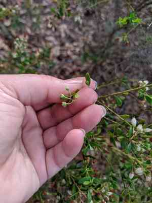 Shiny blueberry(Vaccinium myrsinites)