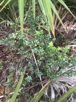 Shiny blueberry(Vaccinium myrsinites)
