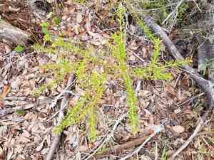 Shiny blueberry(Vaccinium myrsinites)