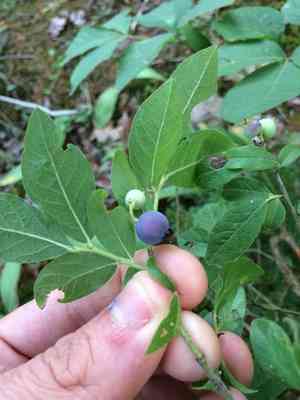 Velvetleaf huckleberry(Vaccinium myrtilloides)