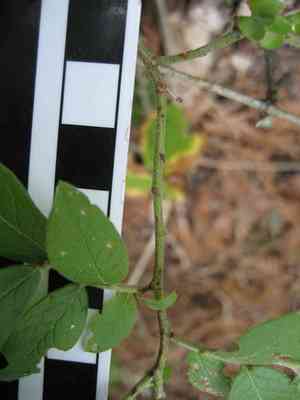 Velvetleaf huckleberry(Vaccinium myrtilloides)