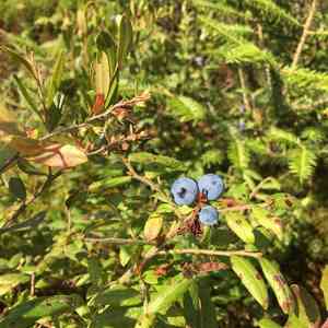 Velvetleaf huckleberry(Vaccinium myrtilloides)