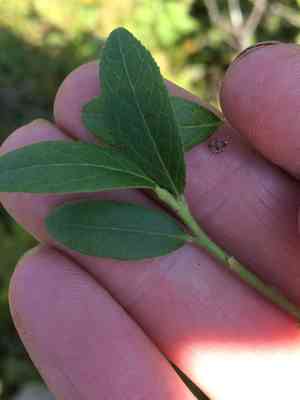 Velvetleaf huckleberry(Vaccinium myrtilloides)