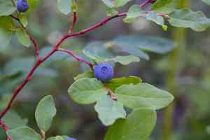 Oval-Leaved Blueberry(Vaccinium ovalifolium)