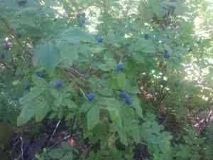 Oval-Leaved Blueberry(Vaccinium ovalifolium)