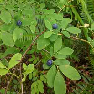 Oval-Leaved Blueberry(Vaccinium ovalifolium)