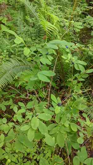 Oval-Leaved Blueberry(Vaccinium ovalifolium)