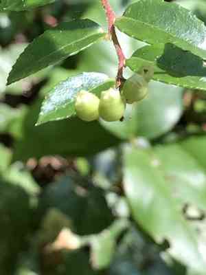 Evergreen huckleberry(Vaccinium ovatum)
