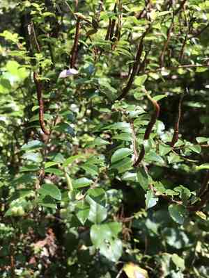 Evergreen huckleberry(Vaccinium ovatum)