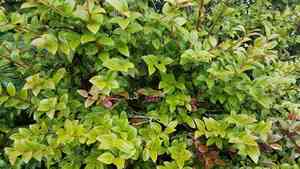 Evergreen huckleberry(Vaccinium ovatum)