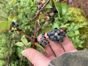 Evergreen huckleberry(Vaccinium ovatum)