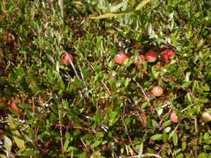 Cranberry(Vaccinium oxycoccos)