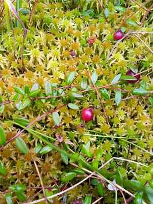 Cranberry(Vaccinium oxycoccos)