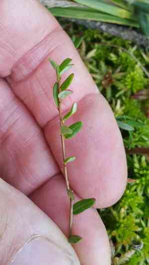 Cranberry(Vaccinium oxycoccos)