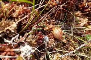 Cranberry(Vaccinium oxycoccos)