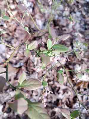Hillside Blueberry(Vaccinium pallidum)