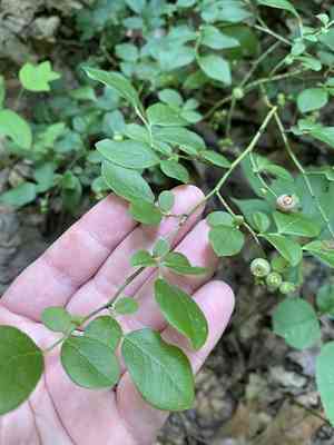 Hillside Blueberry(Vaccinium pallidum)