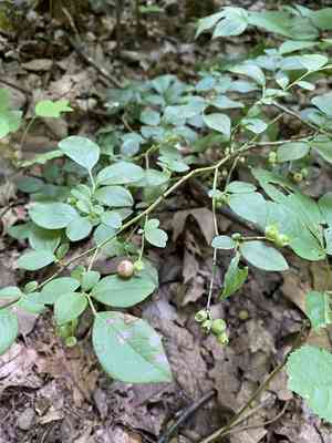 Hillside Blueberry(Vaccinium pallidum)