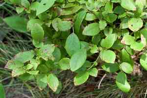 Hillside Blueberry(Vaccinium pallidum)