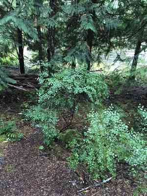 Red huckleberry(Vaccinium parvifolium)