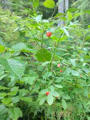 Red huckleberry(Vaccinium parvifolium)