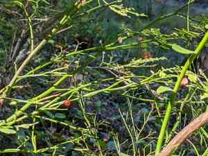 Red huckleberry(Vaccinium parvifolium)
