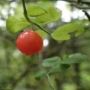 Red huckleberry(Vaccinium parvifolium)