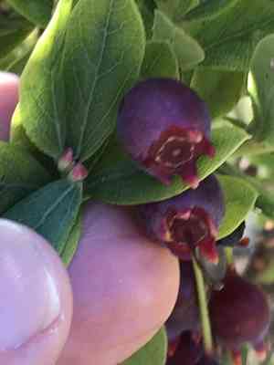 'ohelo 'ai(Vaccinium reticulatum)