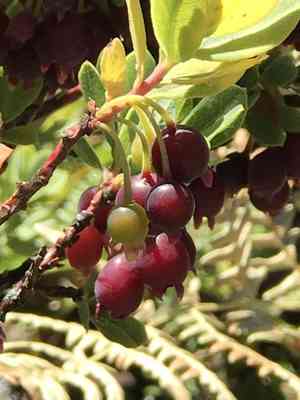 'ohelo 'ai(Vaccinium reticulatum)
