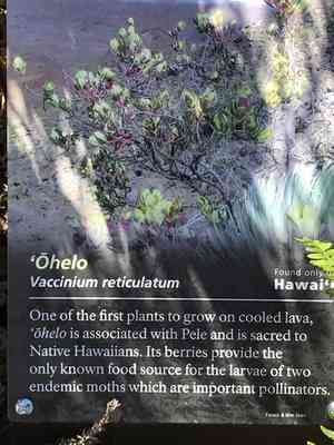 'ohelo 'ai(Vaccinium reticulatum)