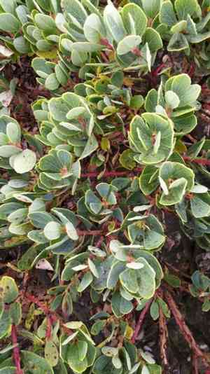 'ohelo 'ai(Vaccinium reticulatum)