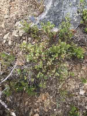 Grouse whortleberry(Vaccinium scoparium)