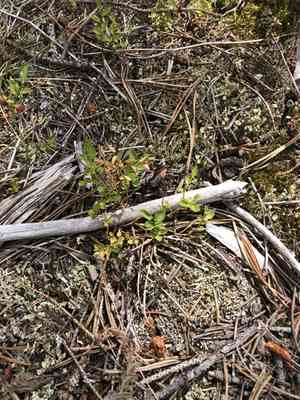 Grouse whortleberry(Vaccinium scoparium)