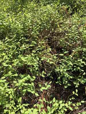 Grouse whortleberry(Vaccinium scoparium)