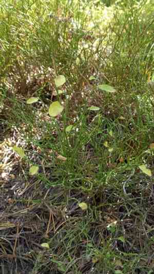 Grouse whortleberry(Vaccinium scoparium)