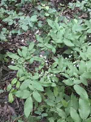 Deerberry(Vaccinium stamineum)