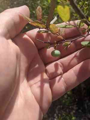 Deerberry(Vaccinium stamineum)