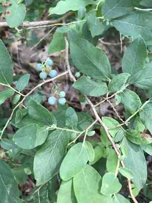 Deerberry(Vaccinium stamineum)