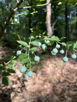 Deerberry(Vaccinium stamineum)