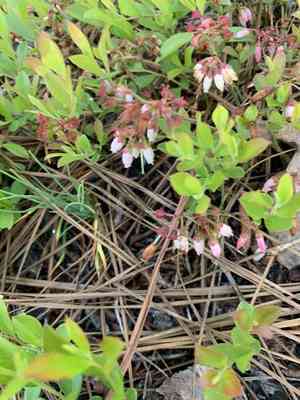 Small black blueberry(Vaccinium tenellum)