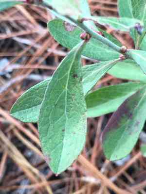 Small black blueberry(Vaccinium tenellum)
