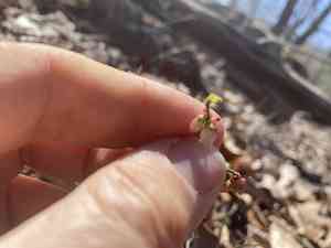 Small black blueberry(Vaccinium tenellum)