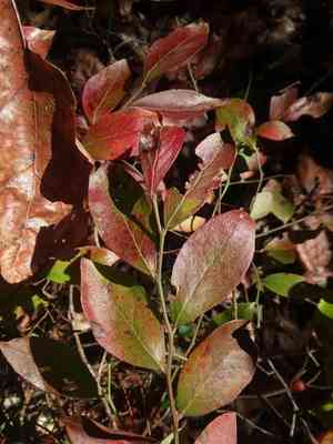 Small black blueberry(Vaccinium tenellum)
