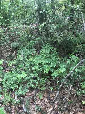 Rabbiteye blueberry(Vaccinium virgatum)