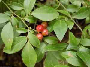 Rabbiteye blueberry(Vaccinium virgatum)