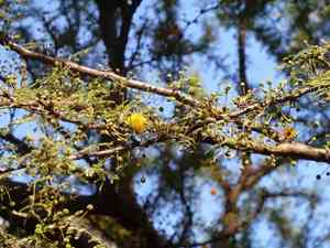 Roman cassie(Vachellia caven)
