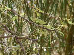 Roman cassie(Vachellia caven)