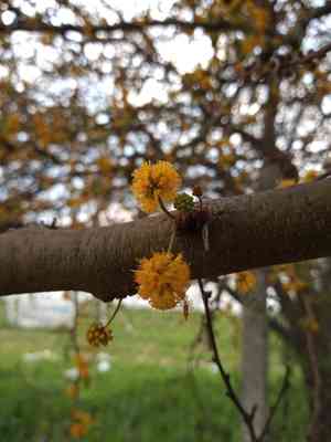 Roman cassie(Vachellia caven)
