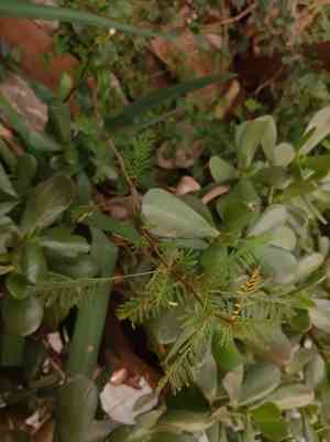 Roman cassie(Vachellia caven)