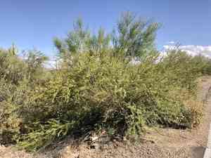 Whitethorn Acacia(Vachellia constricta)